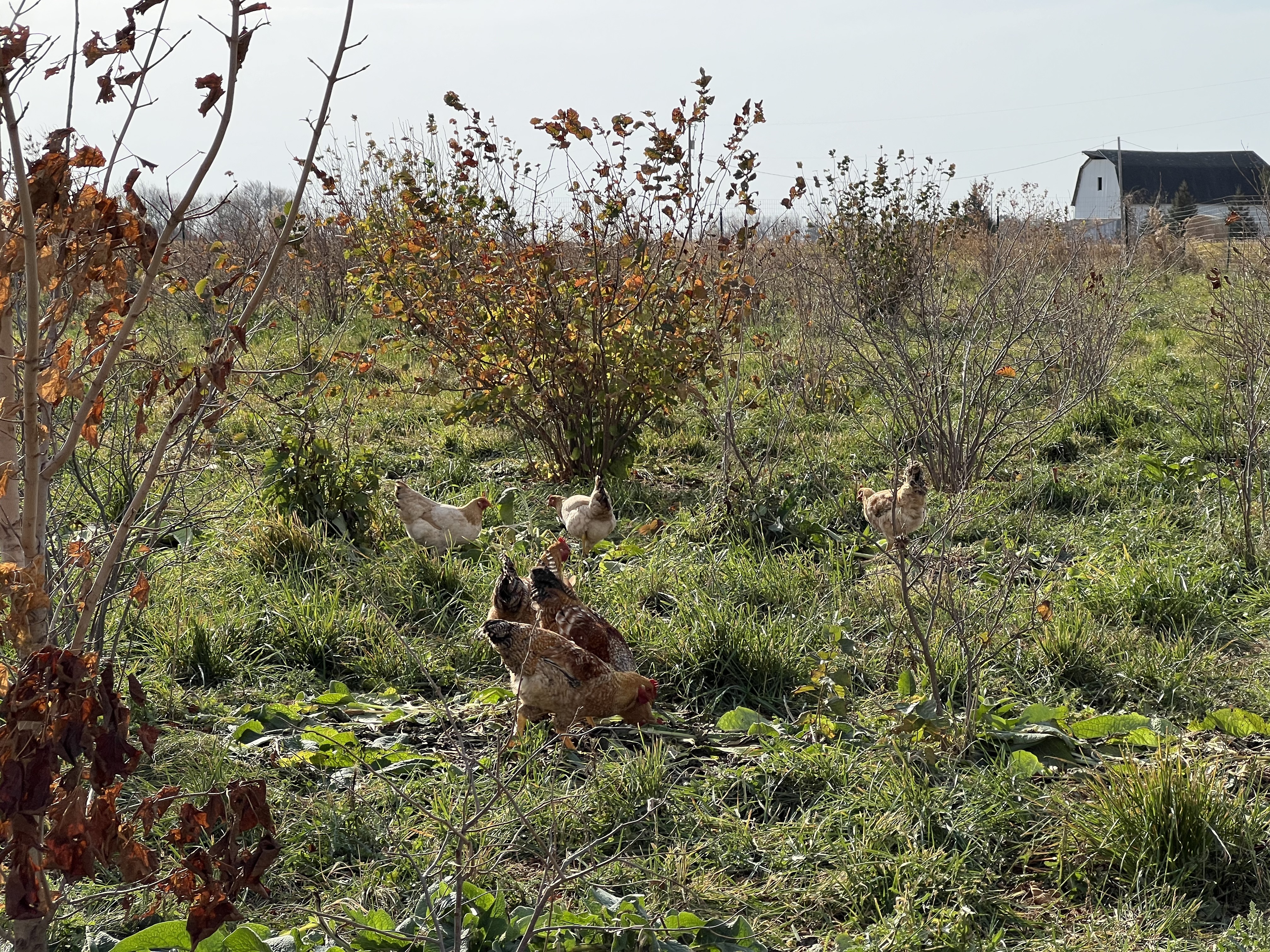 The need for capital orchestration in regenerative agriculture